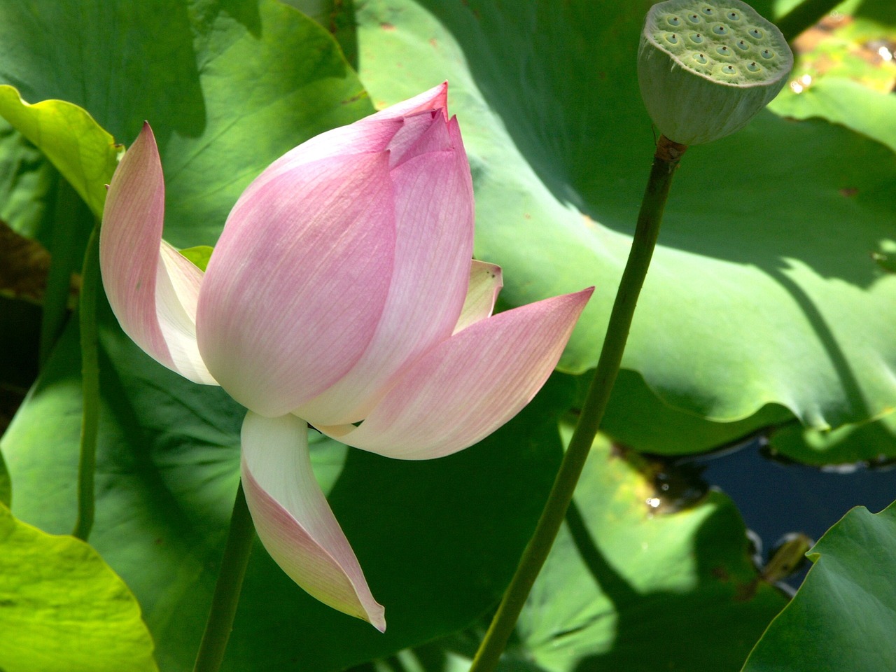 黄金背后杨桂花的试管代生的孩子（黄金背后桂花大川）